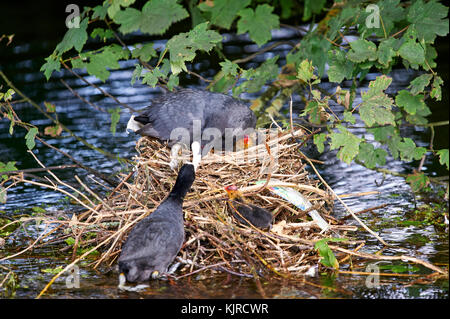 Male coot feeding female coot (Fulica atra) with chicks on nest in stream Stock Photo