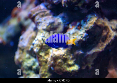 Yellowtail Damselfish or Chrysiptera parasema Stock Photo