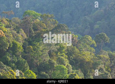 View of lush tropical rainforest in Kubah National Park, Sarawak, Malaysian Borneo Stock Photo