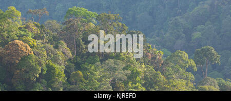 View of lush tropical rainforest in Kubah National Park, Sarawak, Malaysian Borneo Stock Photo