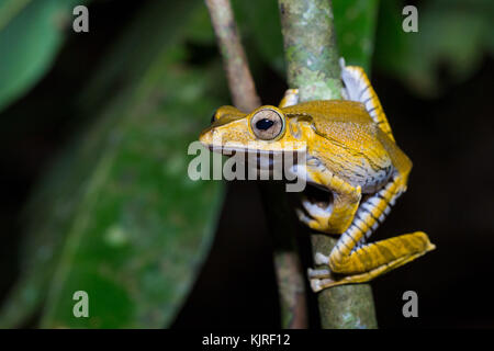 Polypedates otilophus (also known as the File-eared Tree Frog, Borneo Eared Frog, or Bony-headed Flying frog), Kubah National Park, Sarawak, Malaysia Stock Photo