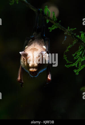Diadem Leaf-nosed Bat or Diadem Roundleaf Bat (Hipposideros diadema), roosting in rainforest, Danum Valley, Sabah, Malaysia