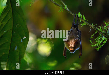 Diadem Leaf-nosed Bat or Diadem Roundleaf Bat (Hipposideros diadema), roosting in rainforest, Danum Valley, Sabah, Malaysia