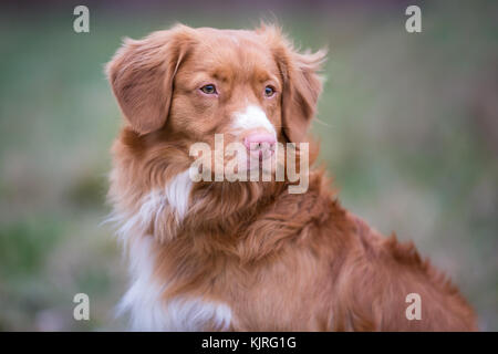 Portrait of dog breed Nova Scotia Duck Tolling Retriever Stock Photo