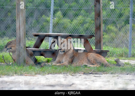 LOXAHATCHEE, FL - AUGUST 17: Lion at Lion Country Safari on August 17, 2015 in Loxahatchee, Florida.   People:  Lion Stock Photo