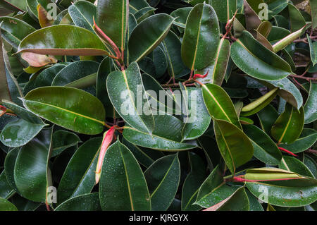 rubber tree Ficus elastica Stock Photo