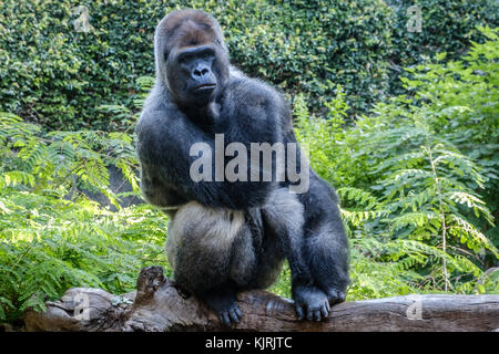 gorilla monkey   silverback gorilla in nature - gorilla portrait Stock Photo