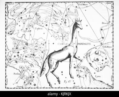 Leopard Constellation Camelopardalis Star Constellation, On Black Background, Giraffe ...