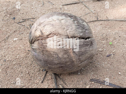 Old dry coconut one  on the ground.  blur background (select focus Coconut) Stock Photo