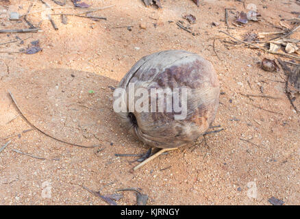 Old dry coconut one  on the ground.  blur background (select focus Coconut) Stock Photo