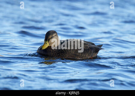 An American Black Duck swimming on a blue lake Stock Photo