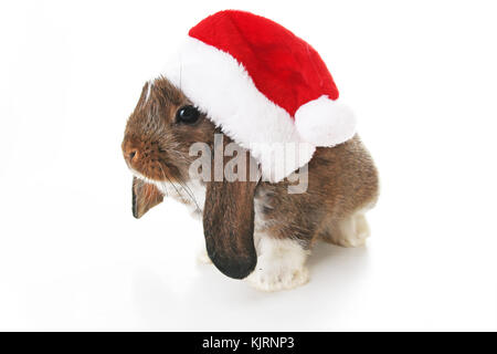 Christmas rabbit. Celebrate holiday with Christmas bunny. Rabbit waering Santa Claus hat. Isolated white studio background. Stock Photo