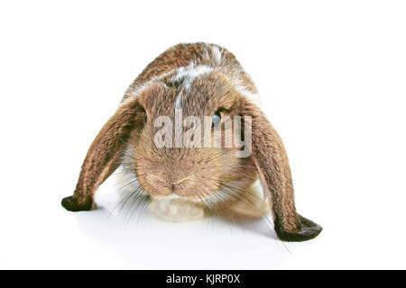 Agouti rabbit lop on isolated white studio background. NHD young baby bunny. Cute lop eared pet rabbit. Cute Animal photos. Stock Photo