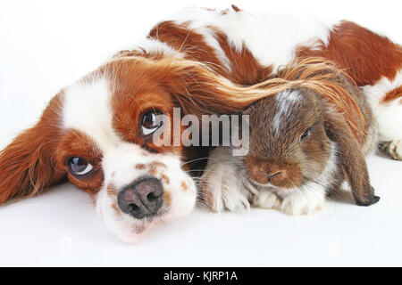 Dog and rabbit together. Animal friends. Rabbit bunny pet white fox rex satin real live lop widder nhd german dwarf dutch with cavalier king charles s Stock Photo