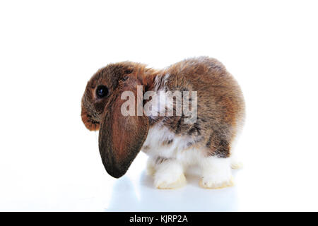 Agouti rabbit lop on isolated white studio background. NHD young baby bunny. Cute lop eared pet rabbit. Cute Animal photos. Stock Photo