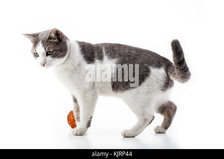 Cat with christmas tree. Domestic cat wants to play with christmas tree bauble Cat playing with christmas tree xmas ornaments bauble ball. Cute studio Stock Photo