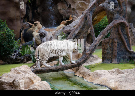 albino tiger , white bengal tiger Stock Photo