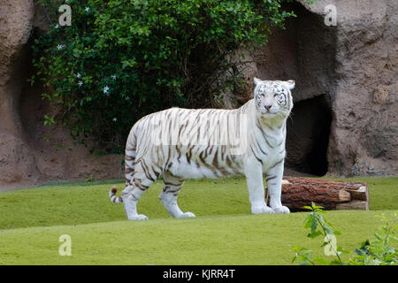 white tiger , white bengal tiger in zoo Stock Photo