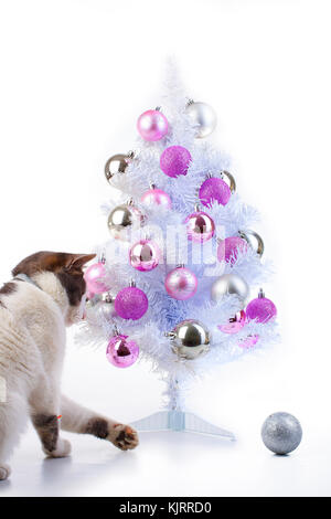 Cat with christmas tree. Domestic cat wants to play with christmas tree bauble Cat playing with christmas tree xmas ornaments bauble ball. Cute studio Stock Photo