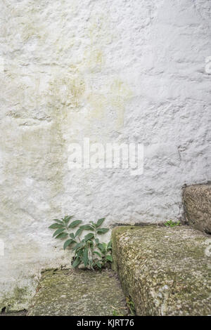 Series of granite stone steps with weeds growing - possible metaphor for concept of 'career steps'. Stock Photo