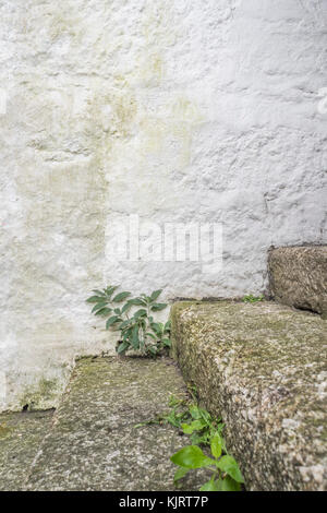 Series of granite stone steps with weeds growing - possible metaphor for concept of 'career steps'. Stock Photo