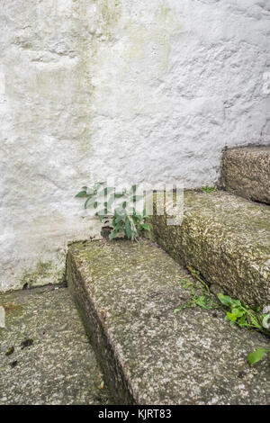 Series of granite stone steps with weeds growing - possible metaphor for concept of 'career steps'. Stock Photo