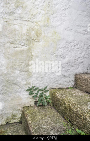 Series of granite stone steps with weeds growing - possible metaphor for concept of 'career steps'. Stock Photo