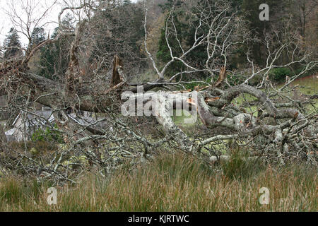 snapped oak tree trunk, from gale force winds. Stock Photo