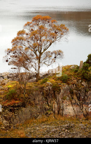single autumnal tree on the banks of a lake Stock Photo
