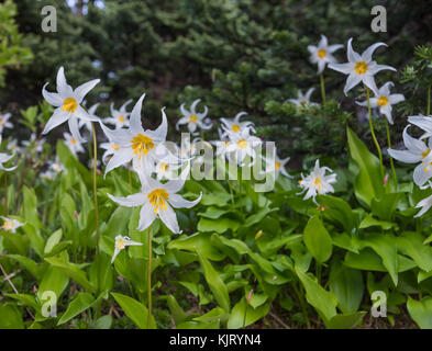 Cheery Avalanche Lilies Bloom in Alpine Meadow Stock Photo