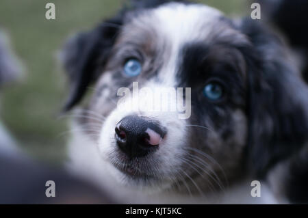 Australian Shepherd Dogs Puppies Merl Copper White Blue Stock Photo