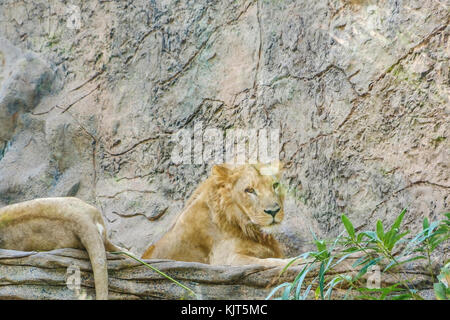 lion , group of lions laying on stone - Stock Photo