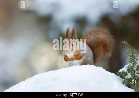 Red squirrel in winter Stock Photo