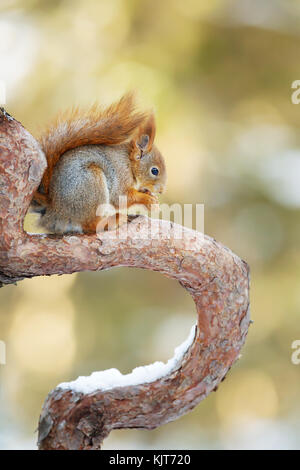 Red Squirrel sitting on a tree branch against colorful background in the forests of Norway. Stock Photo