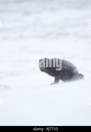 Blue Morph Arctic fox standing in the falling snow, winter in Iceland. Stock Photo
