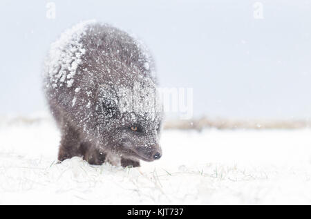 Blue Morph Arctic fox standing in the falling snow' winter in Iceland. Stock Photo
