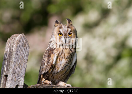 Long - eared owl perching on a post in the countryside in England. Stock Photo