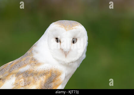 Close up of a barn owl against green background