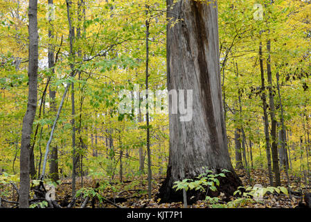 Shades State Park, Parke County, Indiana 10 17 Stock Photo