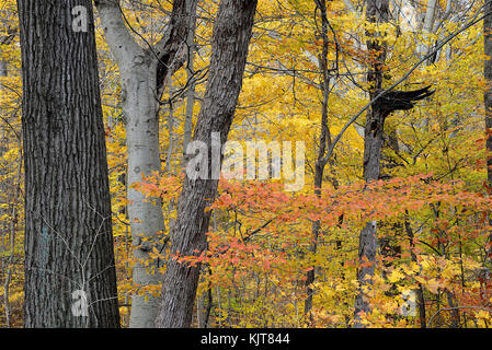 Shades State Park, Parke County, Indiana 10 17 Stock Photo