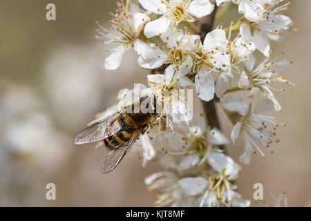 Hoverfly on blackthorn Stock Photo