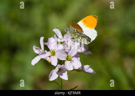 Orange tip butterfly (a male) on cuckooflower Stock Photo