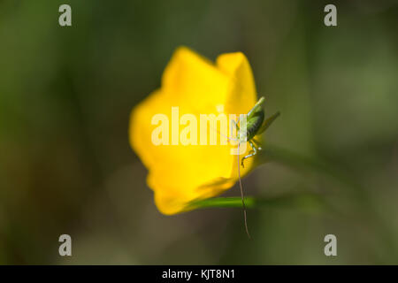Young grasshopper nymph on buttercup Stock Photo