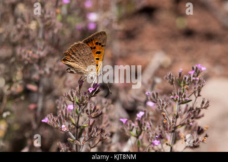 Small copper, a butterfly on La Gomera Stock Photo