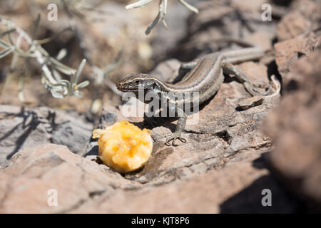 Lizard on La Gomera Stock Photo
