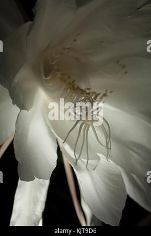 Studio photograph of a night blooming Cereus flower using light painting technique. Stock Photo