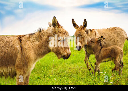 donkey grazing muzzle