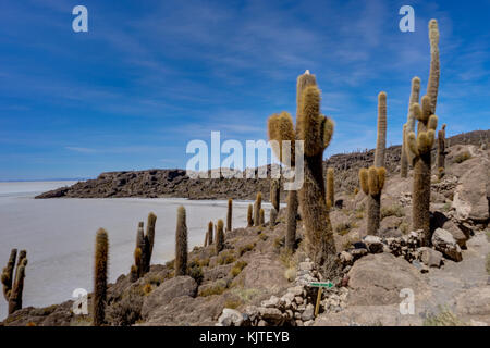 Photo taken in August 2017 in Uyuni Bolivia, South America: Isla Incahuasi in Salar de Uyuni cactus Island. Salar de Uyuni is largest salt flat in the Stock Photo