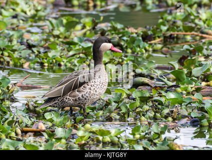 A Red-billed Teal (Anas erythrorhyncha) feeding by a lake. Madagascar, Africa. Stock Photo