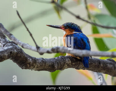 A Malagasy Kingfisher (Corythornis vintsioides), or Madagascar Malachite Kingfisher, perched on a branch. Madagascar, Africa. Stock Photo